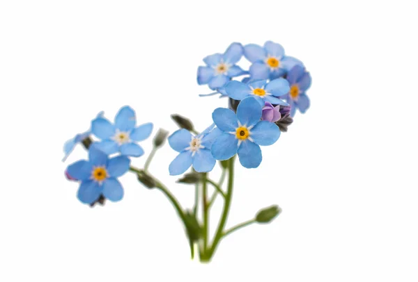 Vergeet-mij-bloemen — Stockfoto