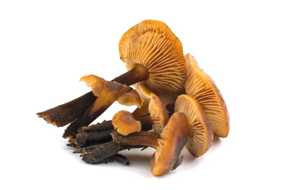 Mushrooms — Stock Photo, Image