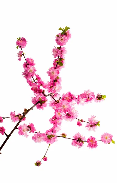 Spring cherry tree blossom — Stock Photo, Image