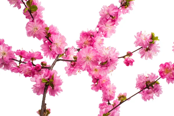 Spring cherry tree blossom — Stock Photo, Image