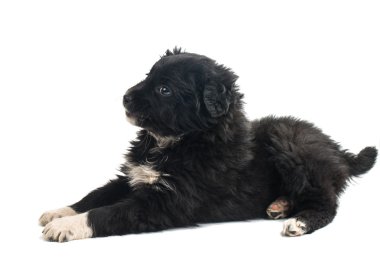 sevimli siyah köpek