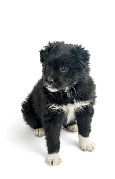 Lindo cachorro negro — Foto de Stock
