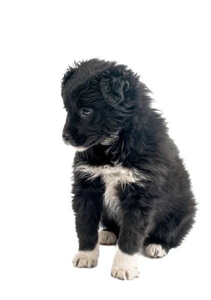 Lindo cachorro negro — Foto de Stock