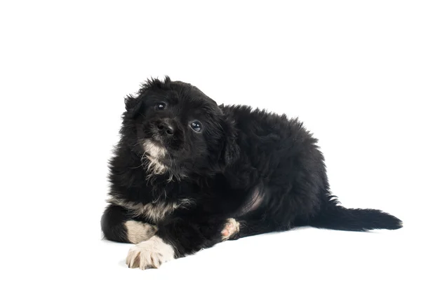 귀여운 검은 강아지 — 스톡 사진