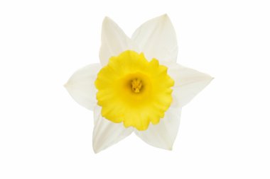 izole nergis çiçeği 