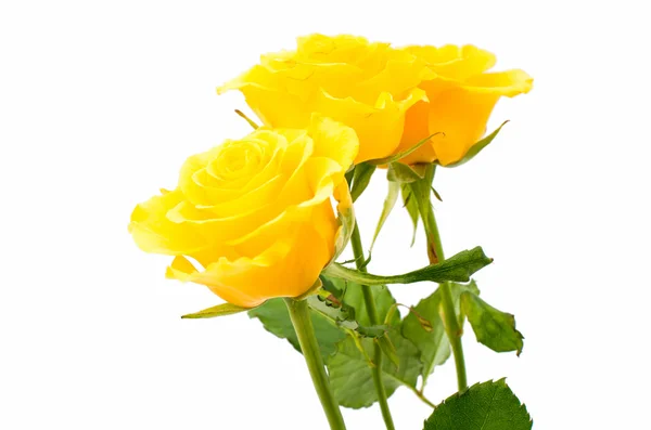 Yellow roses isolated — Stock Photo, Image