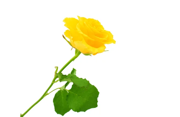 Yellow rose close up — Stock Photo, Image