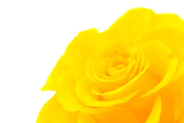 Amarelo rosa de perto — Fotografia de Stock