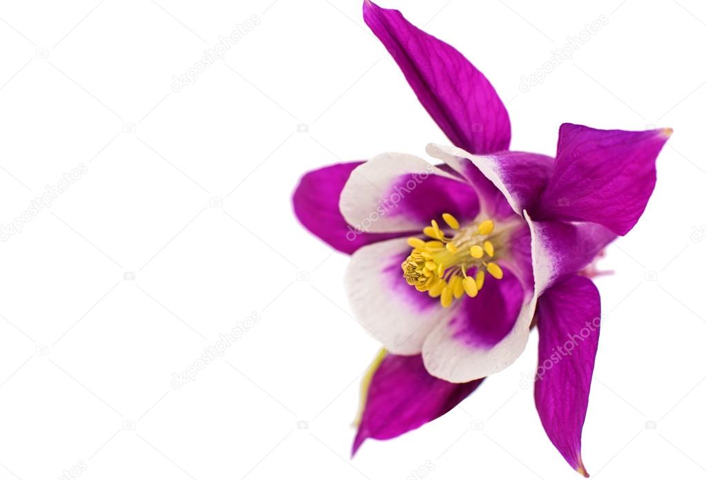aquilegia flower isolated 