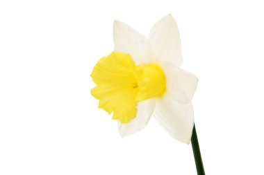 izole nergis çiçeği 