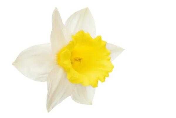 Narciso flor isolada — Fotografia de Stock