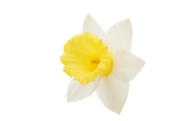 Narcissus bloem geïsoleerd — Stockfoto