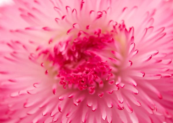 Rosa marguerite sfondo — Foto Stock