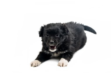 Siyah şirin köpek yavrusu