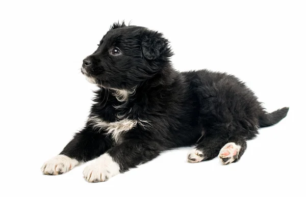 Zwarte schattige puppy — Stockfoto