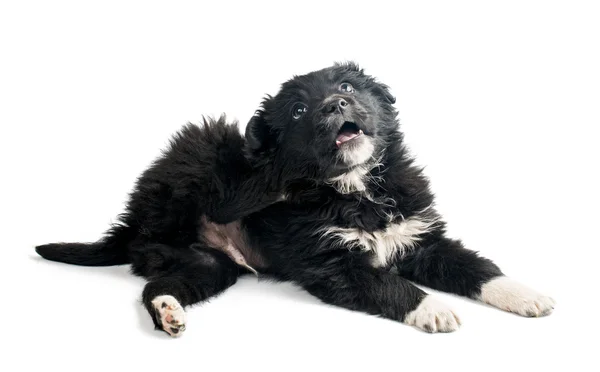 Cãozinho bonito preto — Fotografia de Stock