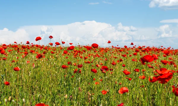 Meadow with wild poppies — Stock Photo, Image