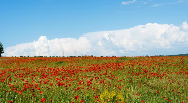 vahşi haşhaş ile çayır 