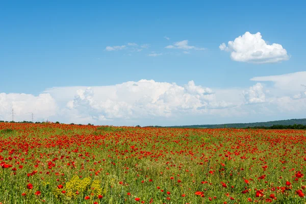 Prairie avec coquelicots sauvages — Photo