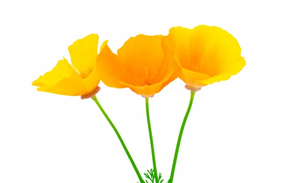 Eschscholzia californica fiori — Foto Stock