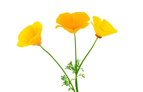 Eschscholzia californica flores — Fotografia de Stock