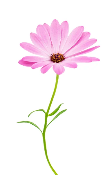 Cape Daisy Flower — Stock Photo, Image