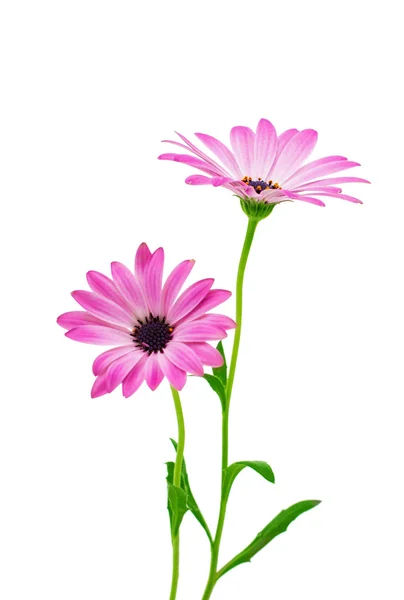Cape Daisy Flowers — Stock Photo, Image