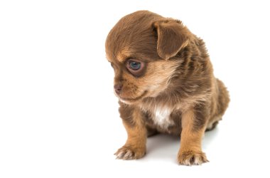 sevimli kahverengi köpek