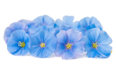 Mavi keten çiçekler