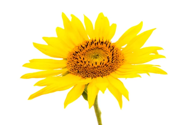 Sunflower close up isolated — Stock Photo, Image