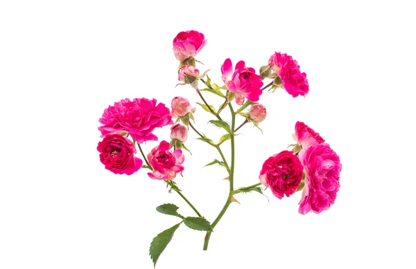 Pink rose flowers twig — Stock Photo, Image
