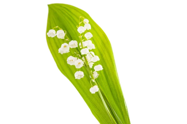 Lilies of the valley — Stock Photo, Image