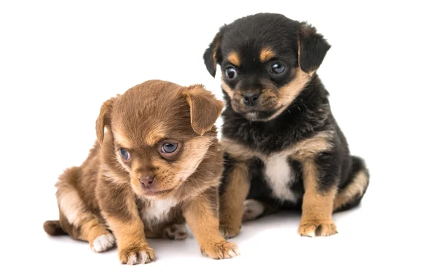 Twee leuke puppy — Stockfoto