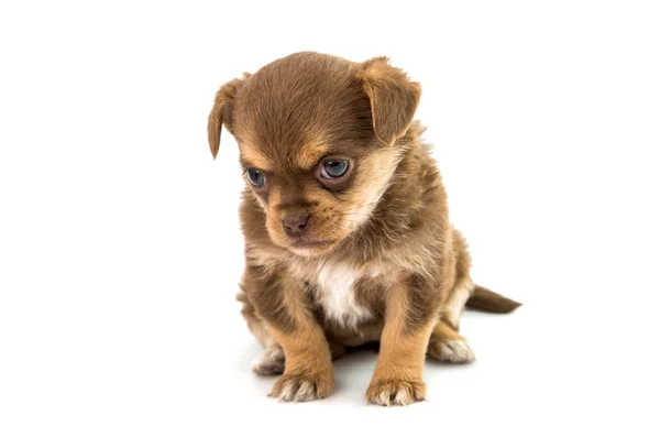 Cãozinho castanho bonito — Fotografia de Stock