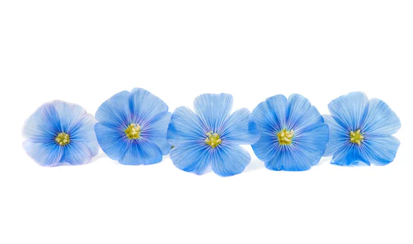 Blå lin blommor — Stockfoto