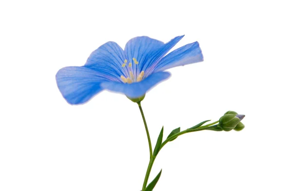 Niebieski kwiat lnu — Zdjęcie stockowe