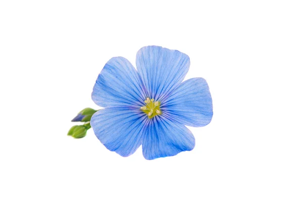 Fiore di lino blu — Foto Stock