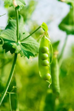 Yeşil büyüyen bezelye