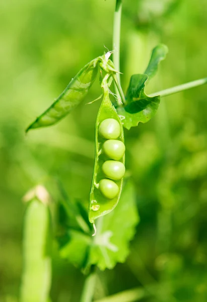 Groene groeiende erwten — Stockfoto