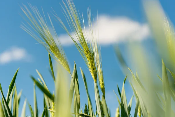 Wheat field close up — Stock Photo, Image