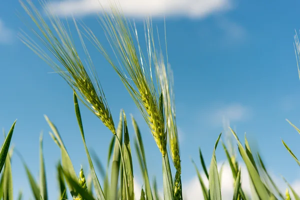 Tarweveld close-up — Stockfoto