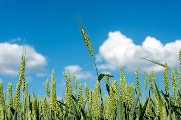 Wheat field close up — Stock Photo, Image