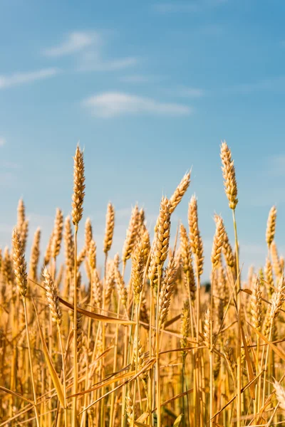 Gele korrel klaar voor de oogst — Stockfoto