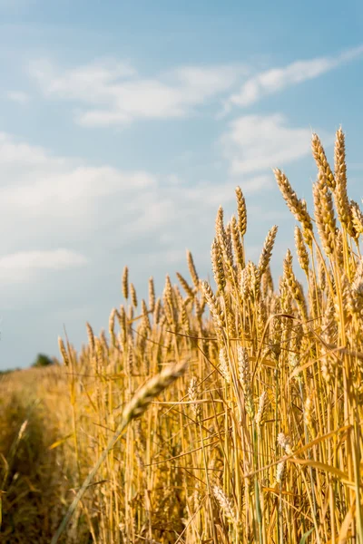 Yellow grain ready for harvest — Stock Photo, Image