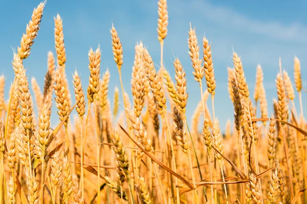 Yellow grain ready for harvest — Stock Photo, Image