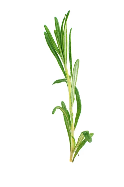 Färsk grön rosmarin — Stockfoto