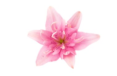 pembe lily çiçek