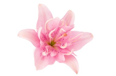 pembe lily çiçek