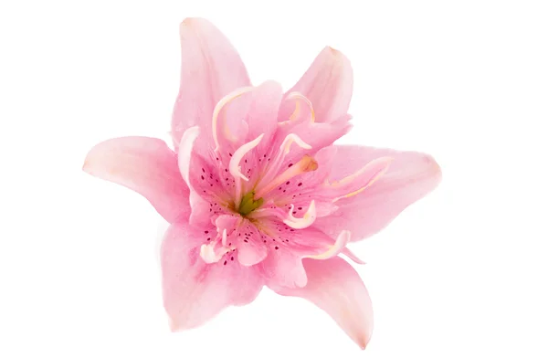Pink lily flower — Stock Photo, Image