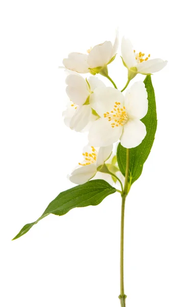 Schöne Jasminblüte — Stockfoto